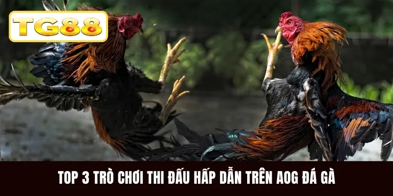 Top 3 trò chơi thi đấu hấp dẫn trên AOG đá gà